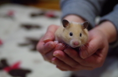 かわいこちゃん