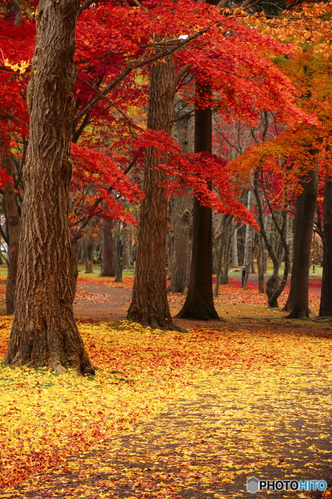 紅黄