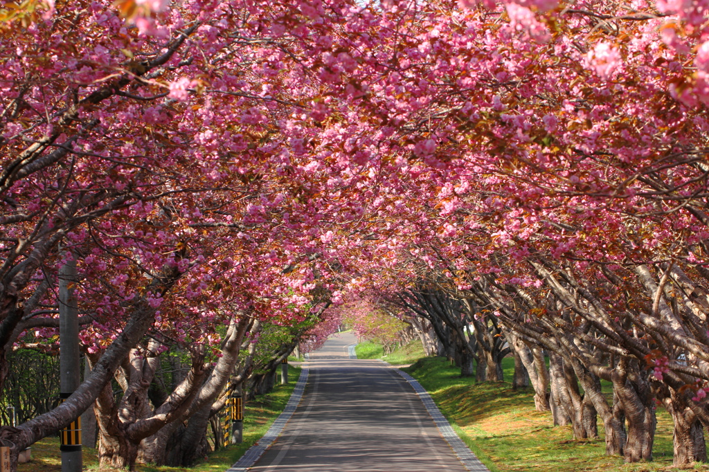 桜道