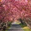 桜道