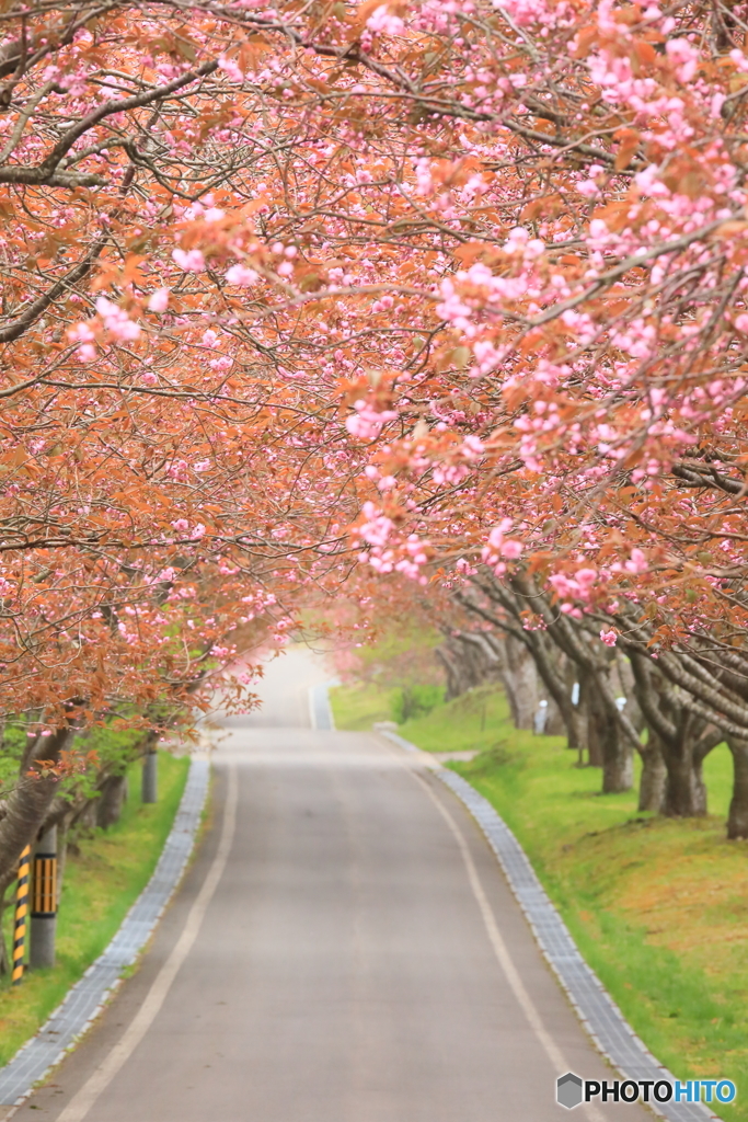 桜の道