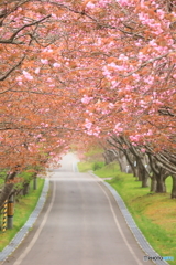 桜の道