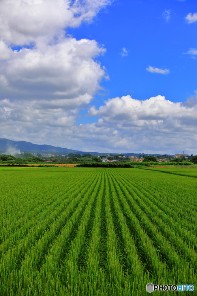 水田風景