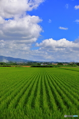 水田風景