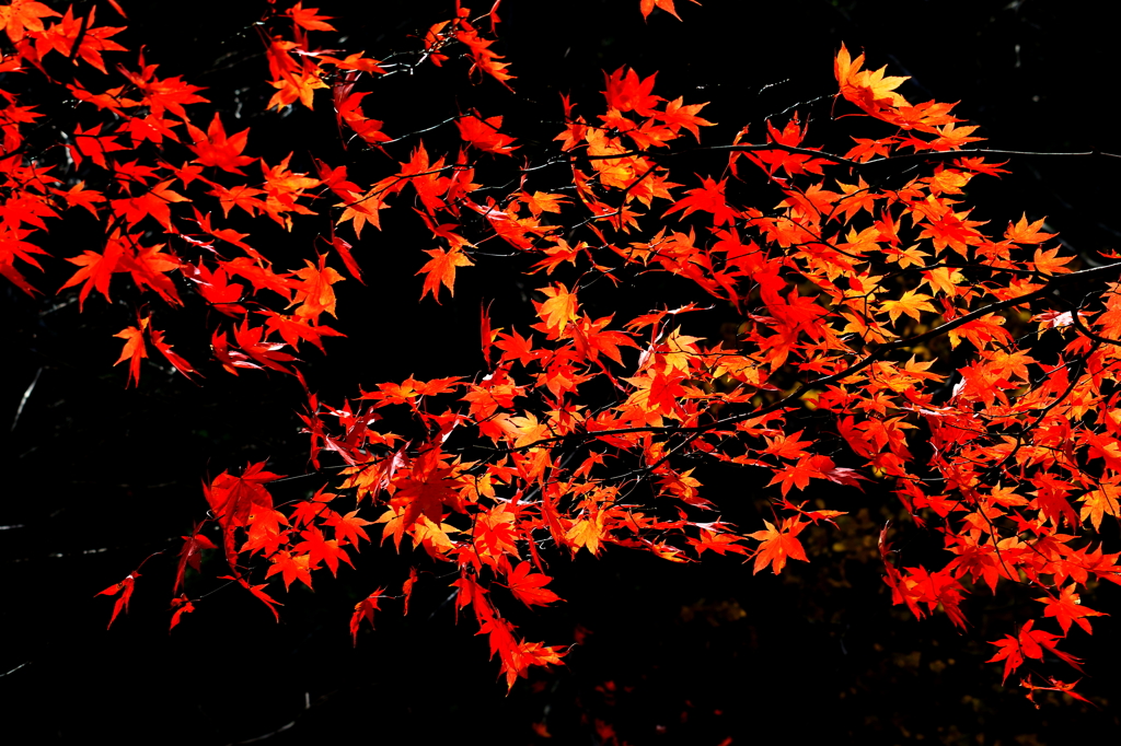 最後の紅葉