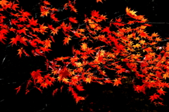 最後の紅葉