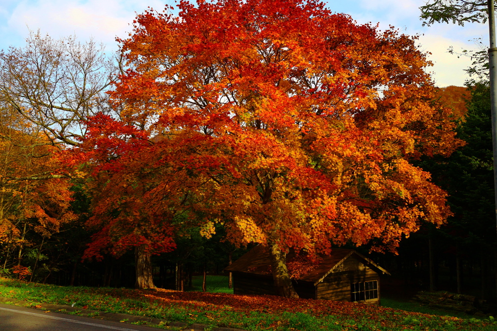 紅葉　小屋
