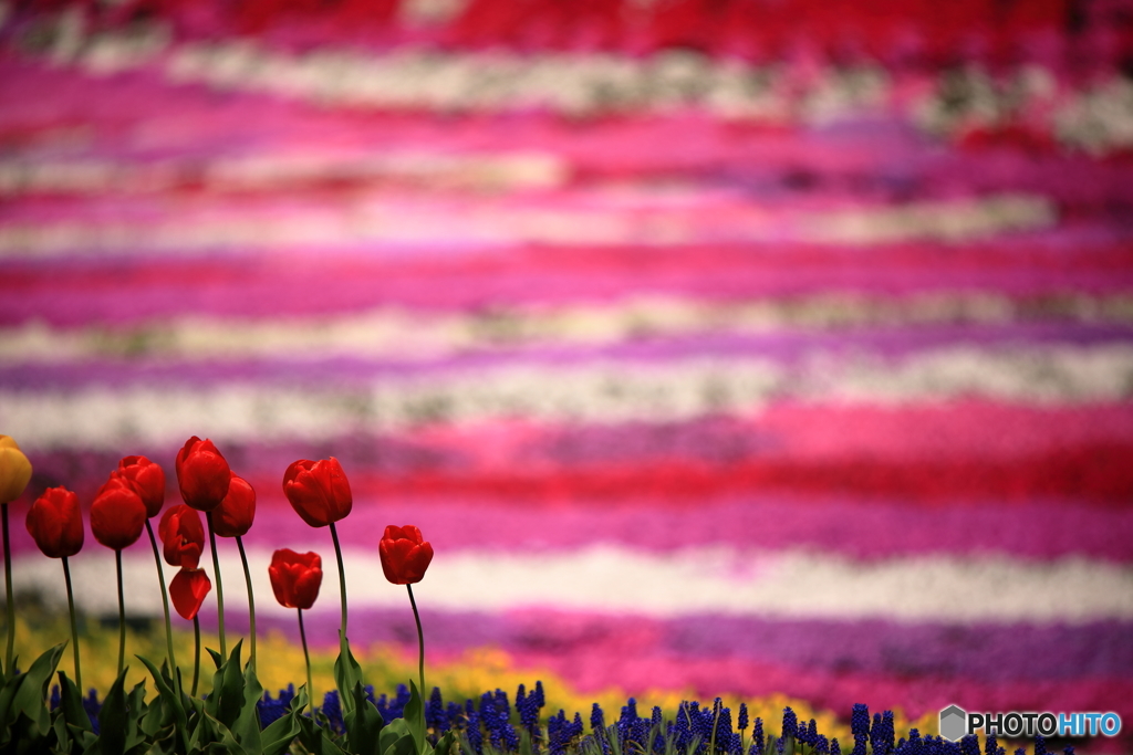 芝桜の園にて