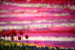 芝桜の園にて