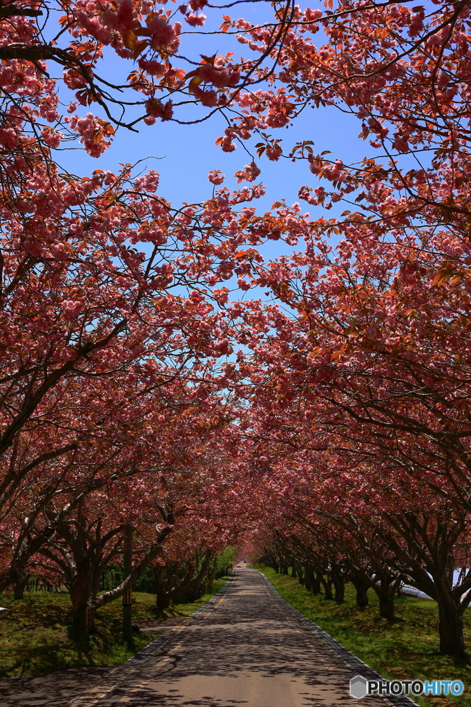 桜街道