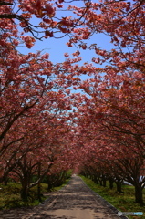 桜街道