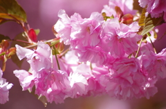 八重桜
