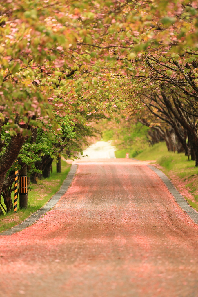 桜道