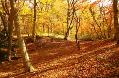 紅葉真盛り