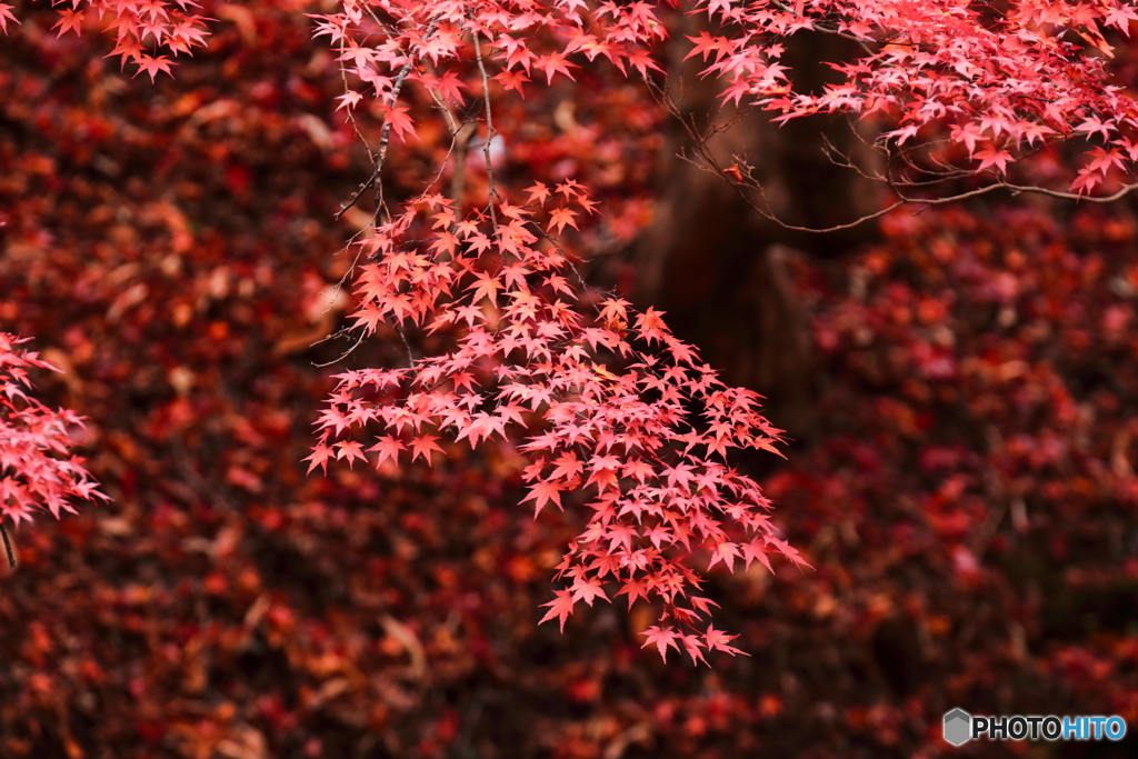 紅赤