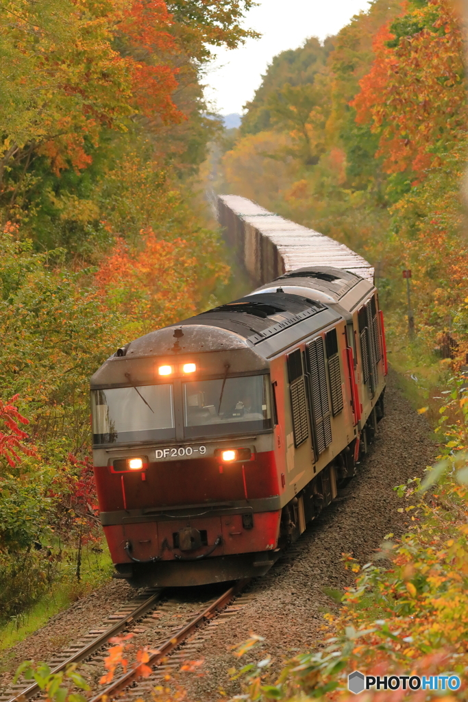 紅葉の中