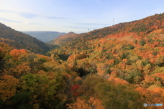 谷間の紅葉