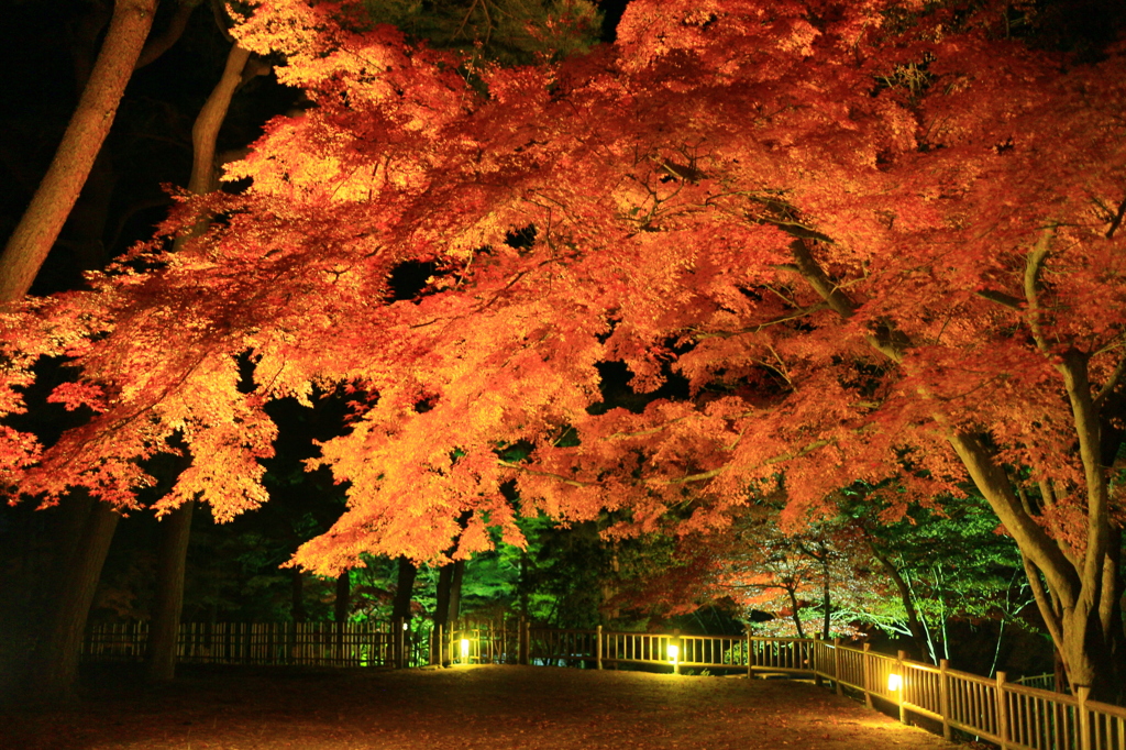 夜の紅葉