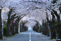 桜トンネル