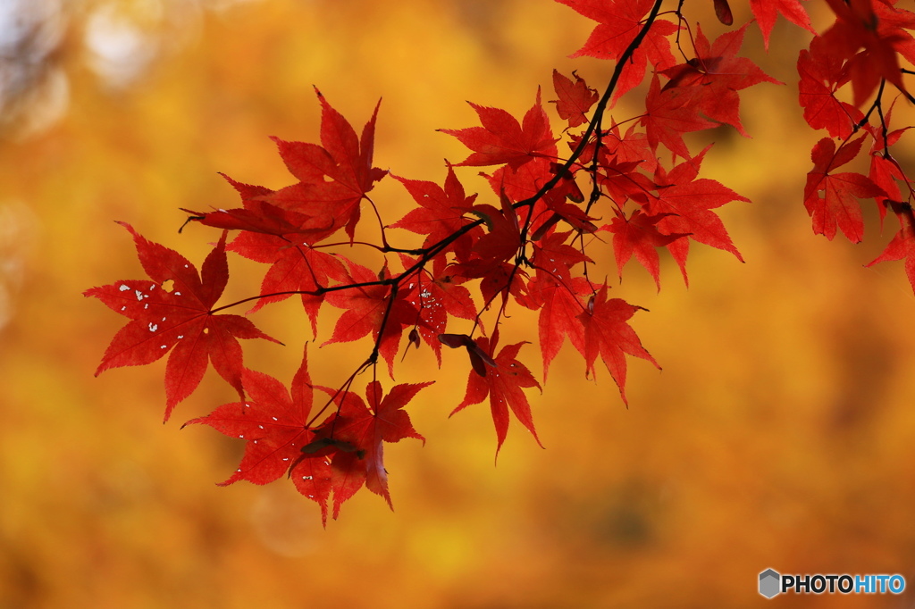 紅葉真っ盛り