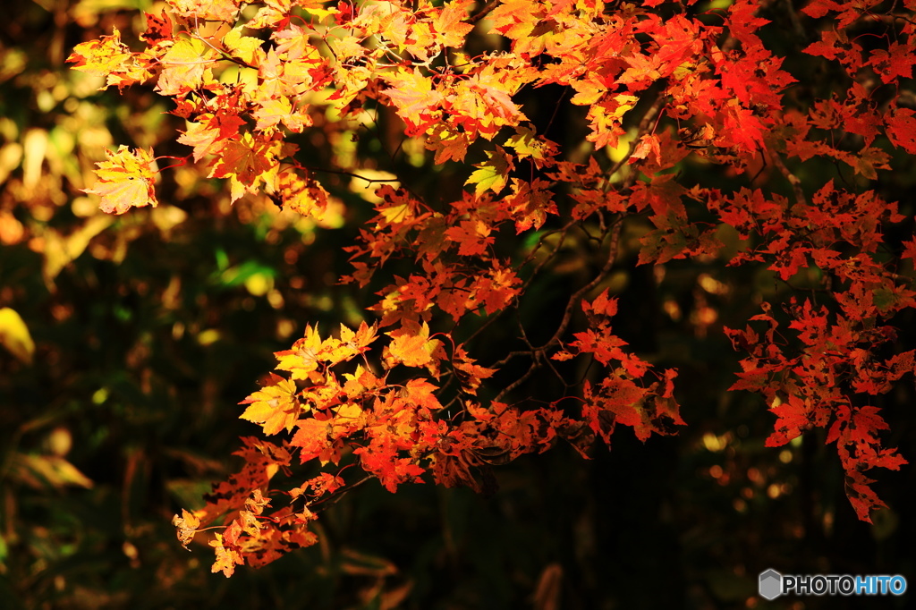 紅葉