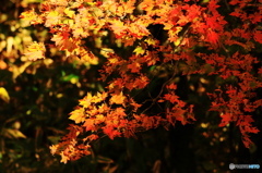 紅葉