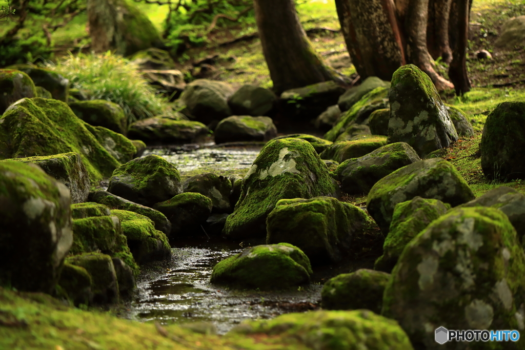 苔むす