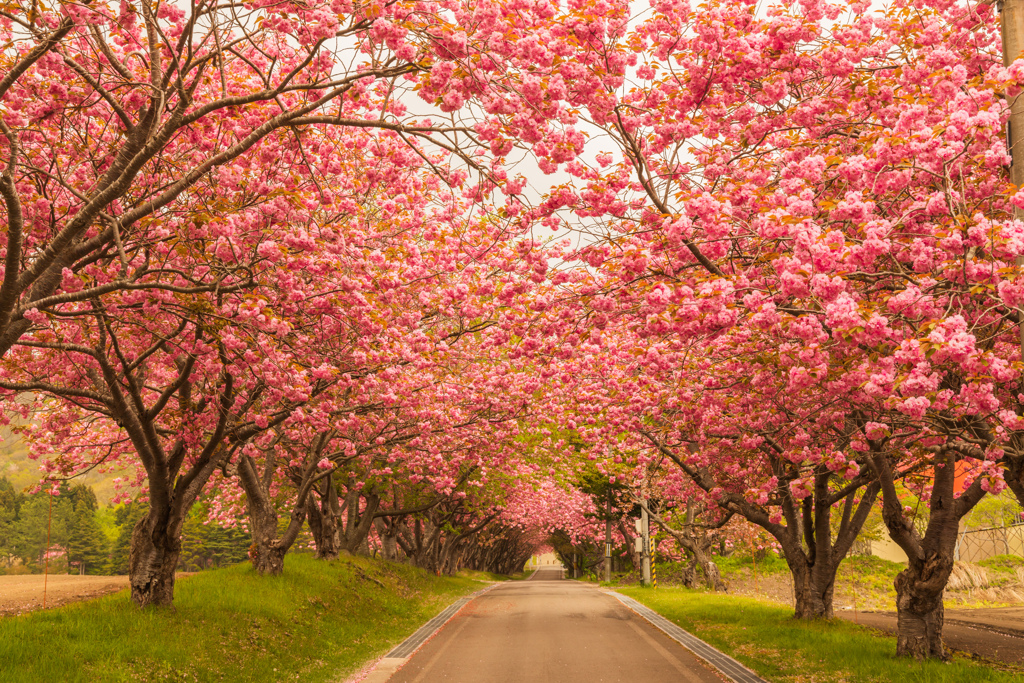 桜回廊