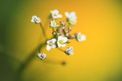 なんの花？