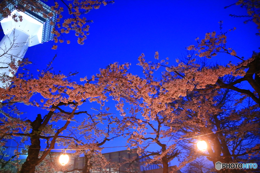 夜桜
