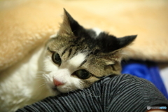 疲れたニャン