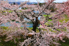 桜古木