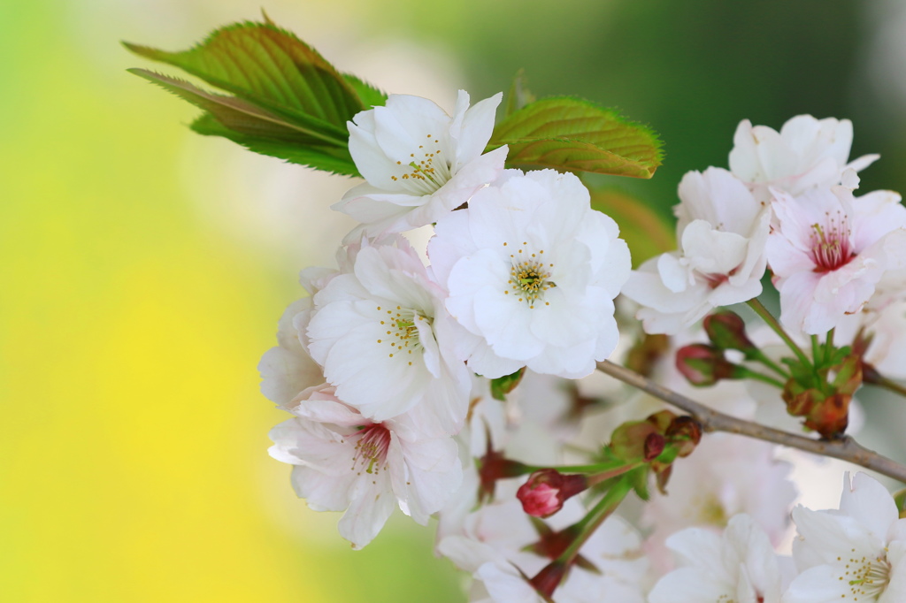 桜