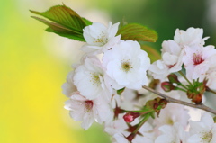 桜
