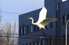 叫ぶ鳥