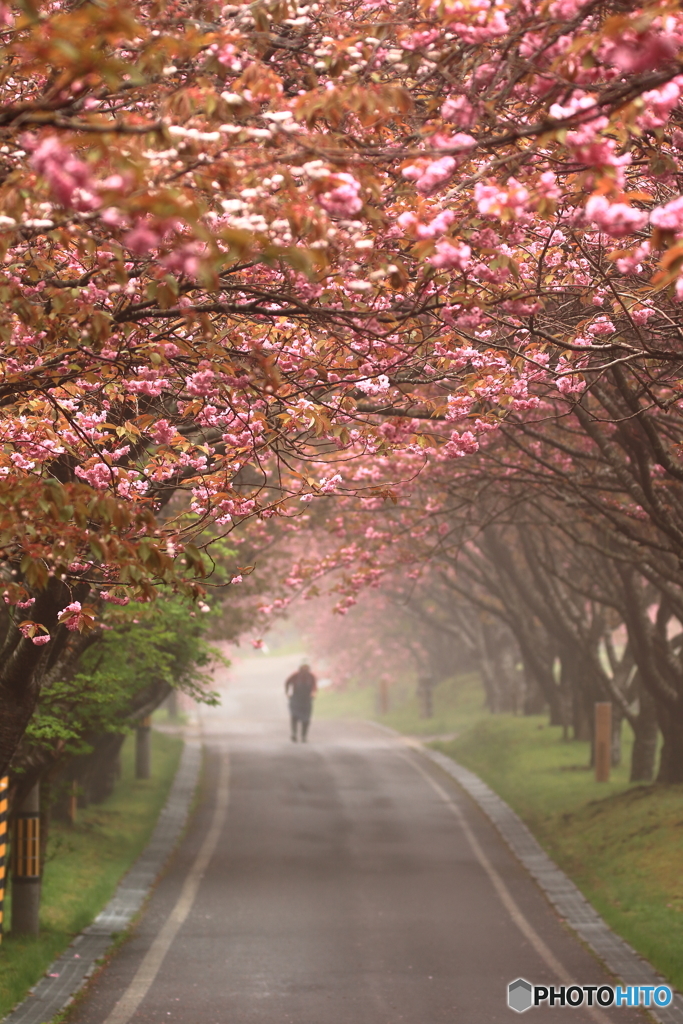 靄桜