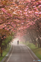 靄桜