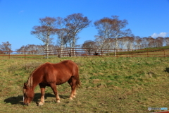 高原の馬