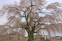 法亀寺しだれ桜