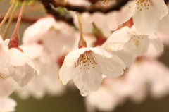 しっとり桜