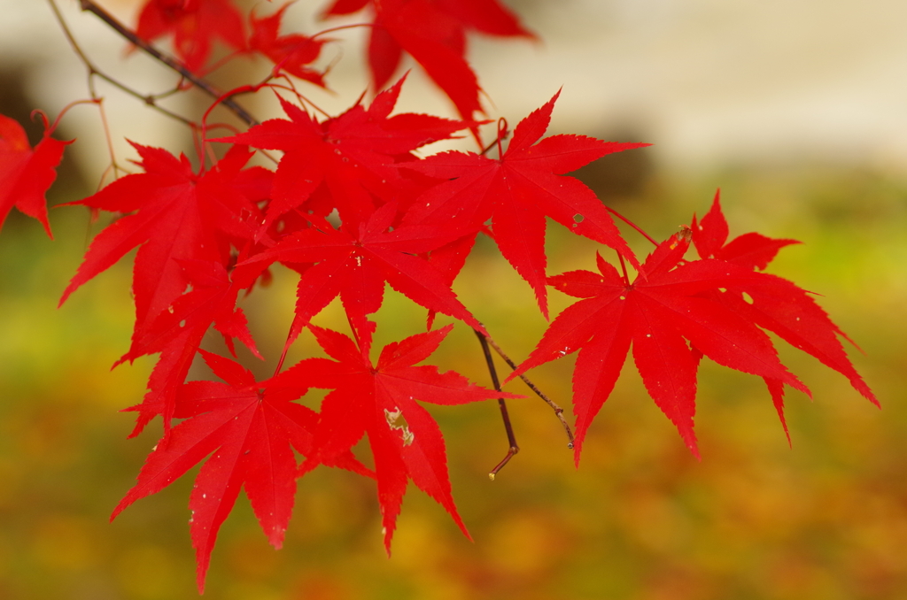紅葉
