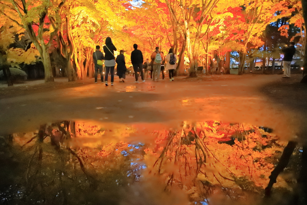 紅葉との遭遇
