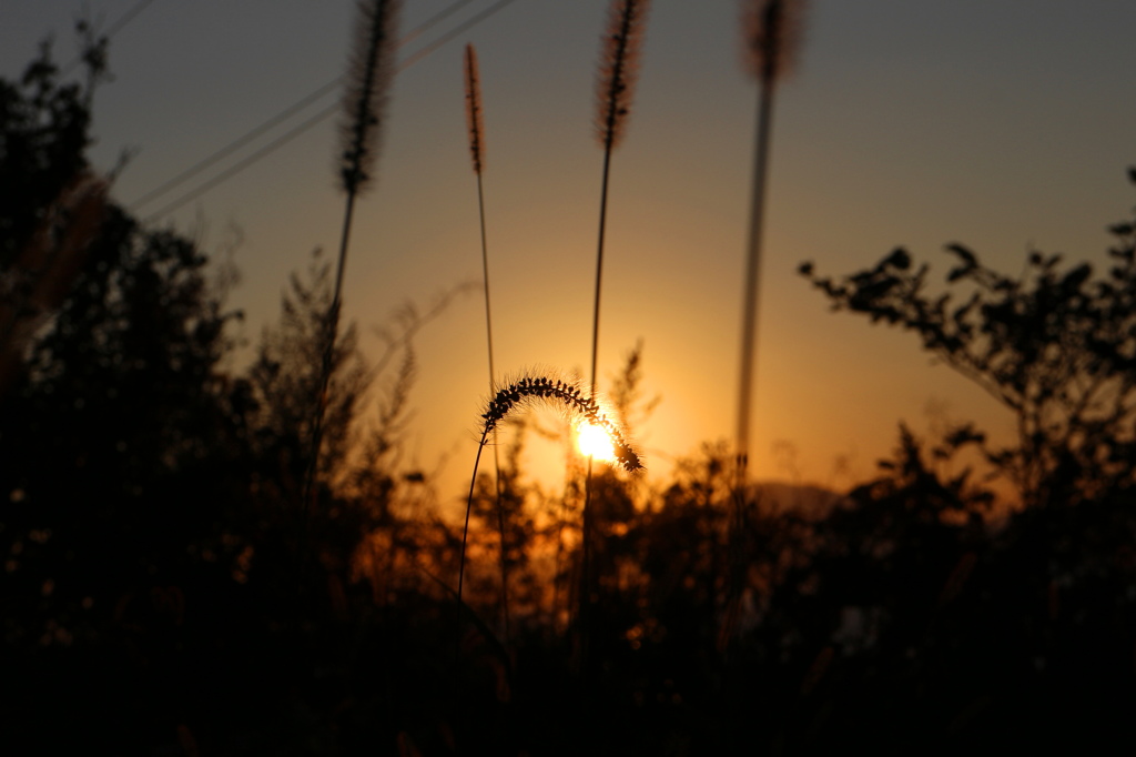 ゲジゲジ夕日