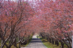 開花まえ