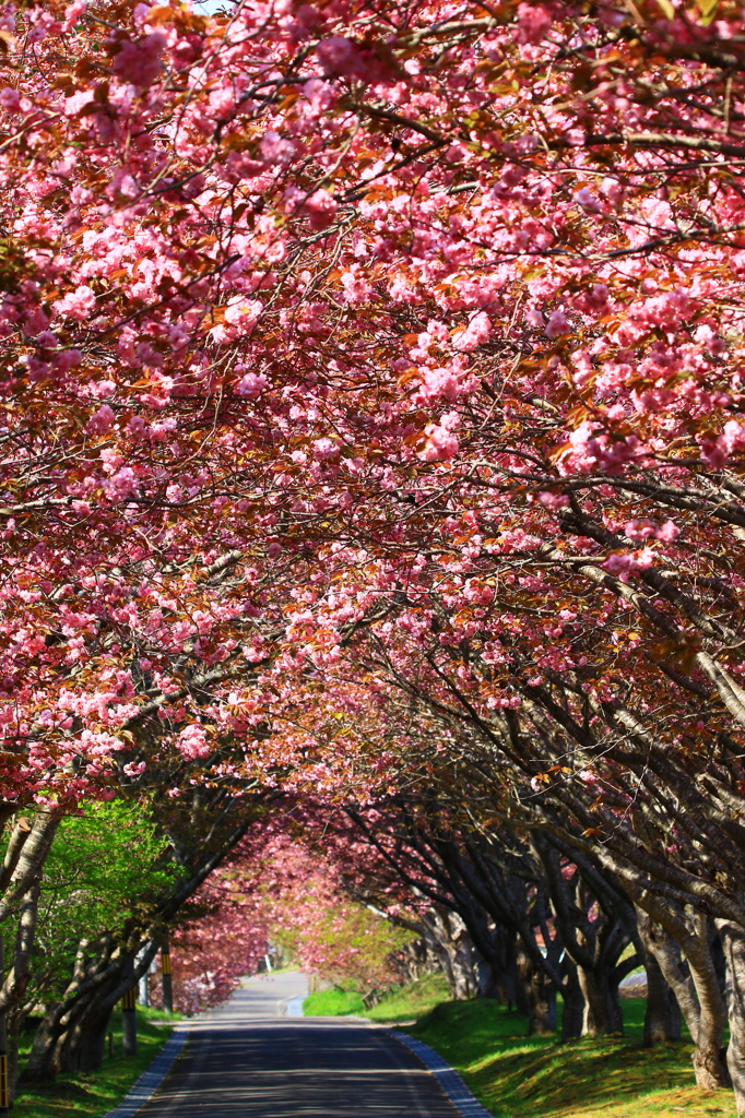 桜道