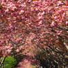 桜道