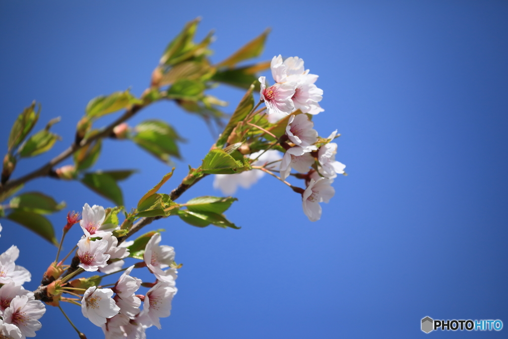 葉桜