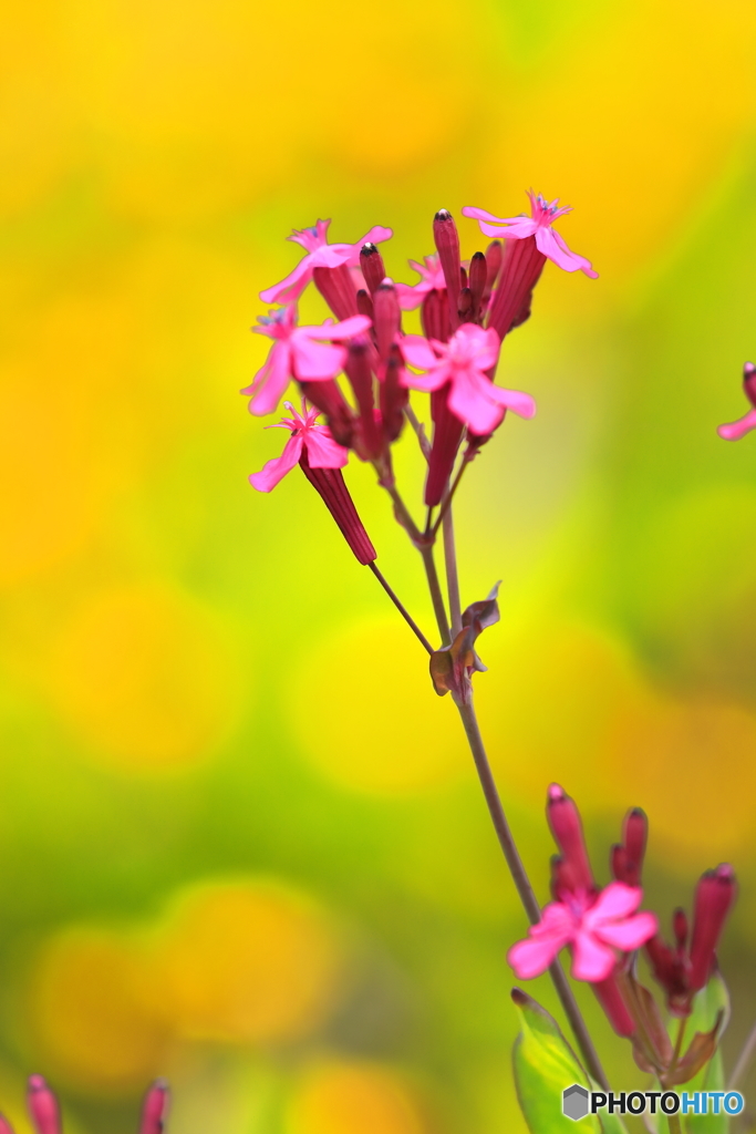 濃ピンク花