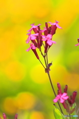 濃ピンク花