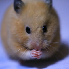 ハムちゃん